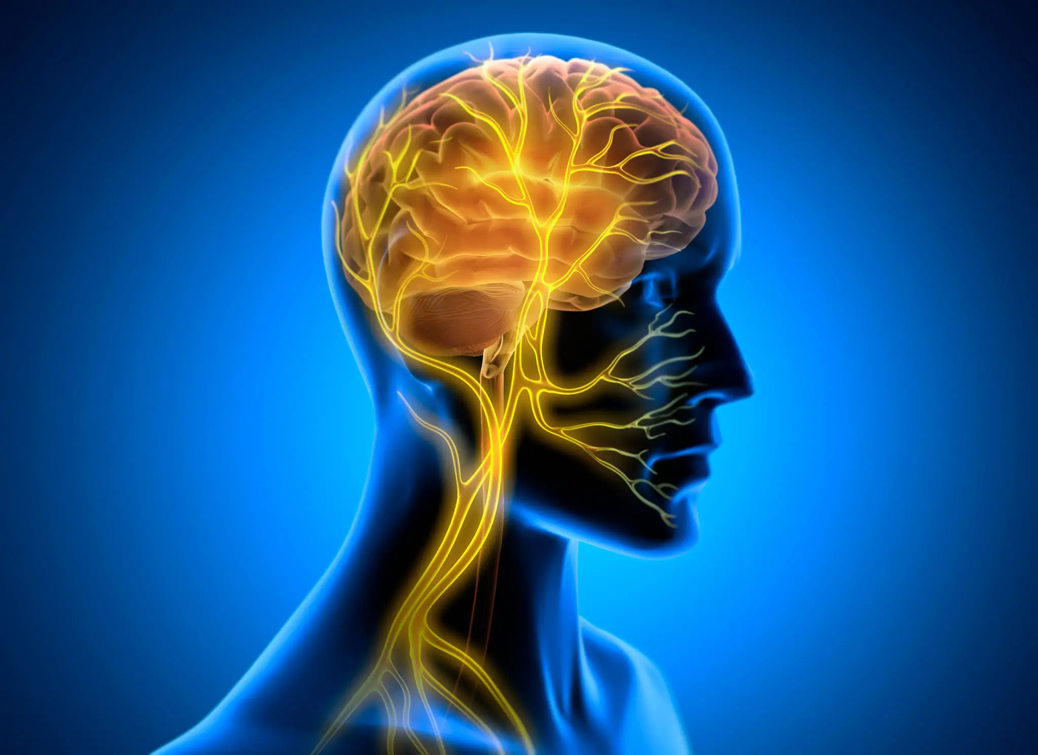 Illustration of the human brain and nervous system in a glowing silhouette.